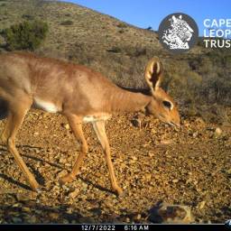 Steenbok
